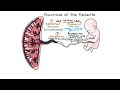 Understanding the Placenta