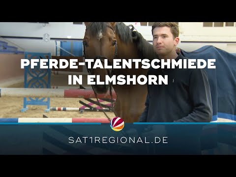 Talentschmiede für Reit- und Zuchtpferde – der Holsteiner Verband in Elmshorn