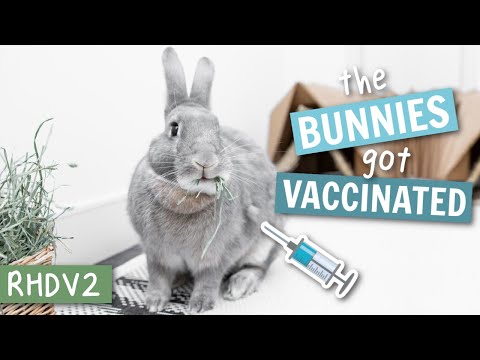 , title : 'All about the Rabbit RHDV2 Vaccine 💉'