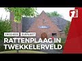 Enschedese school is ratvrij, de omgeving ook?