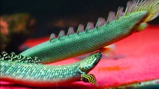 Exotic fish in Wholesale Price at Fish & Aquarium Hobby