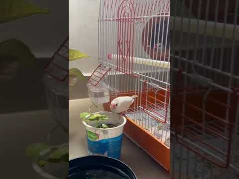 beautiful ga undataniki oka tip #youtubeshorts # yours rasna# rasagnya# plz subscribe