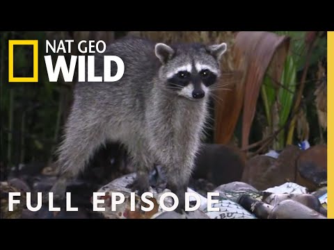 オレンジとタヌキとクールな猫 (全エピソード) |動物についてあなたが知らなかったすべて