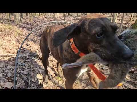 Hunting squirrels with Mountain Cur dogs