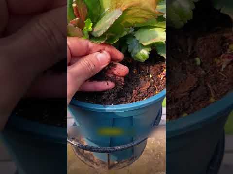 4 Astuces Infaillibles pour un Kalanchoé qui Explose de Fleurs !