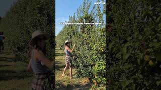 Apple Picking is NOW available at Eckert's! Belleville, IL is just 25 minutes from St. Louis!