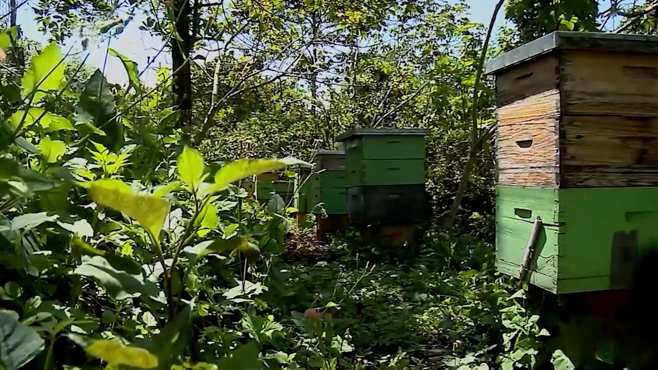 APICULTURA Y CAFÉ ESPECIAL FINCA LA ARBOLEDA  CAP 2  MIELES EXAGONO – ARMENIA   QUINDÍO