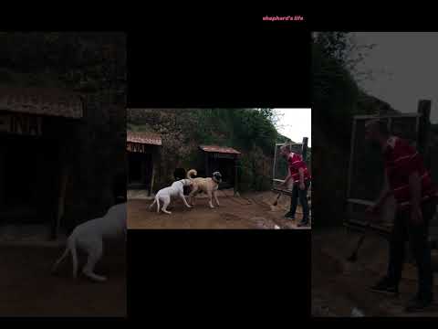 what happens next | Dogo Argentino attacks a Kangal