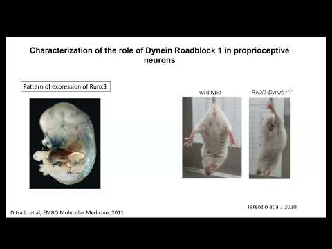 KGRI Lecture Series: Seminar on ALS Part 2 (Marco Terenzio, OIST)