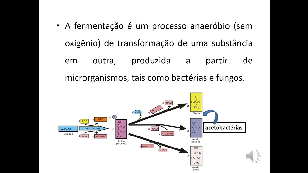Vídeo aula: Microrganismos benéficos na produção de alimentos