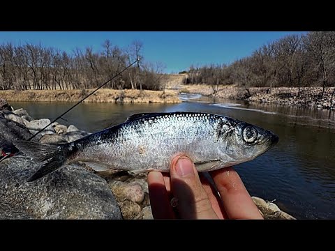 Went Pike Fishing… This Happened Instead (PB Catch!)