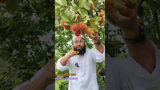 মালয়েশিয়ান রামবুটান ফল এখন বাংলাদেশে -01710863867