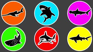 Sharks: Megalodon, Great White Shark, Whale Shark, Hammerhead Shark, Tiger Shark, Sawfish #71