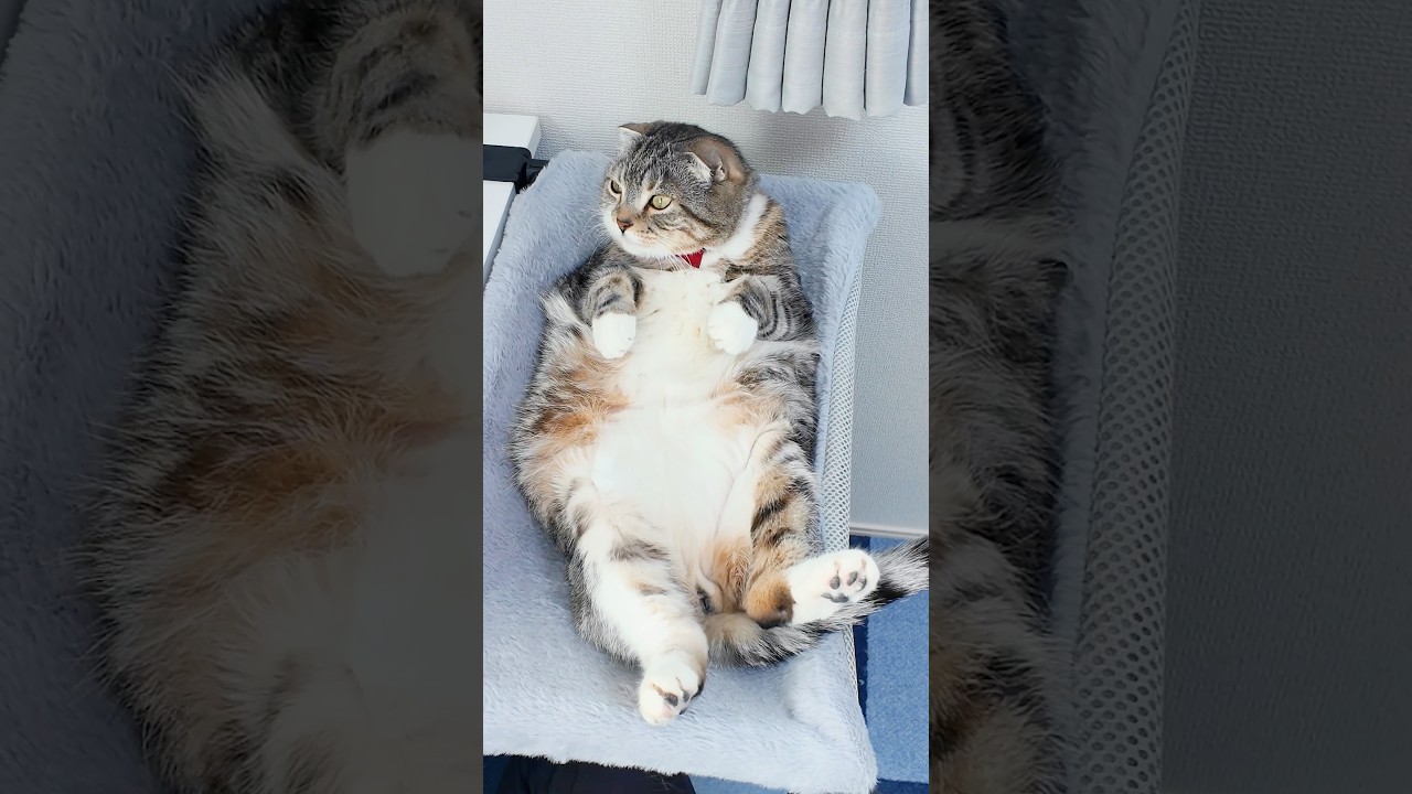 禁断のデスクハンモックを導入したら仕事が捗らないでごわす🤣🤣🤣 #猫