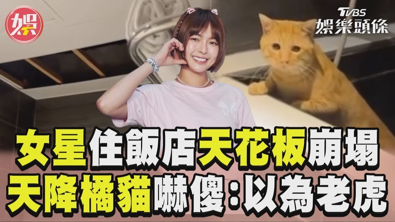 影音/女星住飯店天花板突崩塌! 浴室「天降橘貓」嚇傻:以為老虎