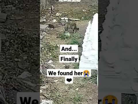 I found my lost cat after 15 days😭💕 (full story-description)
