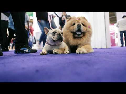 Vídeo Oficial - PET South America 2016