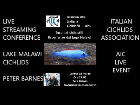 , title : 'PETER BARNES* Experiences from Lake Malawi*CICHLIDS ENCOUNTER* AIC EVENT LIVE*African Wild Cichlids*'