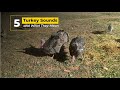 Five Turkey Sounds And What They Mean