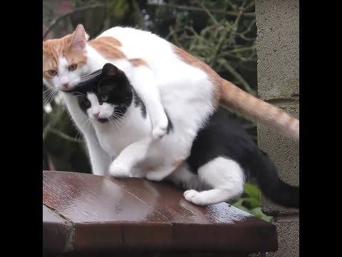 rengar yuumi bot moment