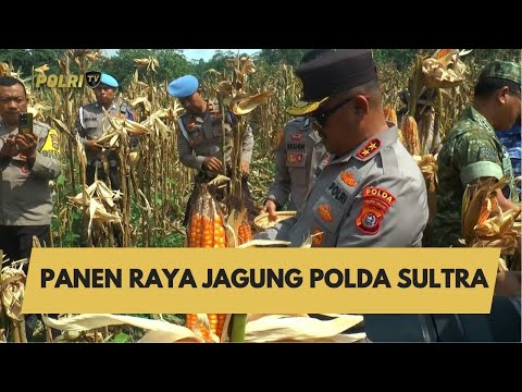PANEN RAYA JAGUNG POLDA  SULTRA