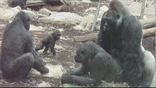 GORILLA TANGO - Mating Gorilla Rututu and Sonja - Baby Gorilla Nafi and Sadiki