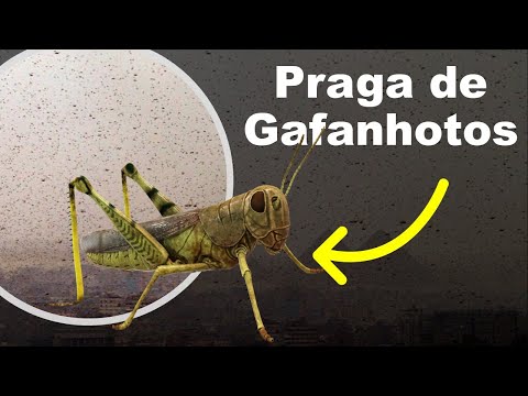 Gafanhotos