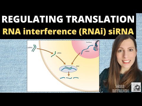 Regulating Translation: RNA interference (RNAi) by small interfering RNA (siRNA). A-level Biology