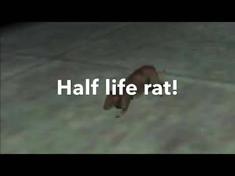 Half Life Rat!