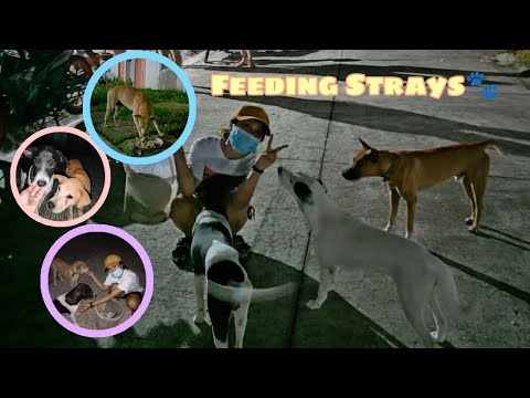 Feeding stray dogs and cats | The Happy Paws #feedingstraycats #feedingstraydogs #thehappypaws #dog