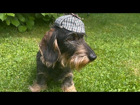 Cute dachshund is as clever as Sherlock Holmes #TeddyTheDachshund