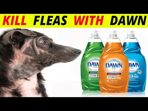 5 NATURAL Ways to Kill Fleas on Dogs with Dawn Dish Soap