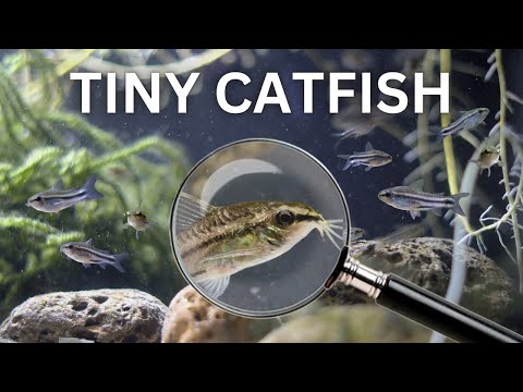 , title : 'My Pygmy Catfish Colony (150 Day Evolution)'