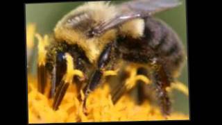 Eric the Half-a-Bee.wmv