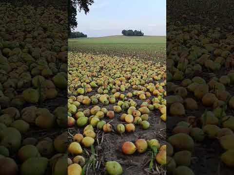 gruszki -pears #gruszka #pears  #fruit