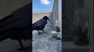 RAVEN USES STONES TO DRINK WATER #ravens  #stone #water #smart