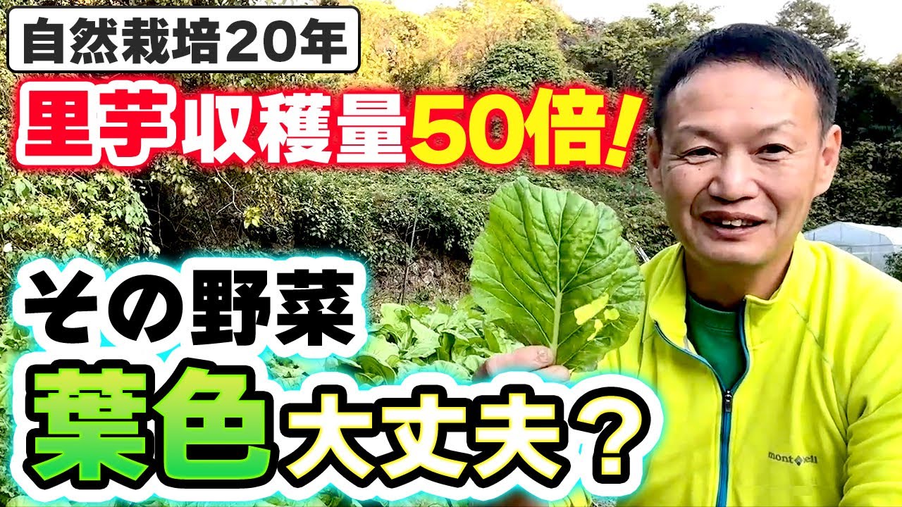 自然栽培の葉の色と里芋収穫量54倍の事実