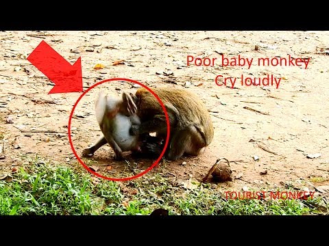 Oh God Help Big monkey attack poor Orphan baby monkey, Poor Orphan baby monkey cry loudly
