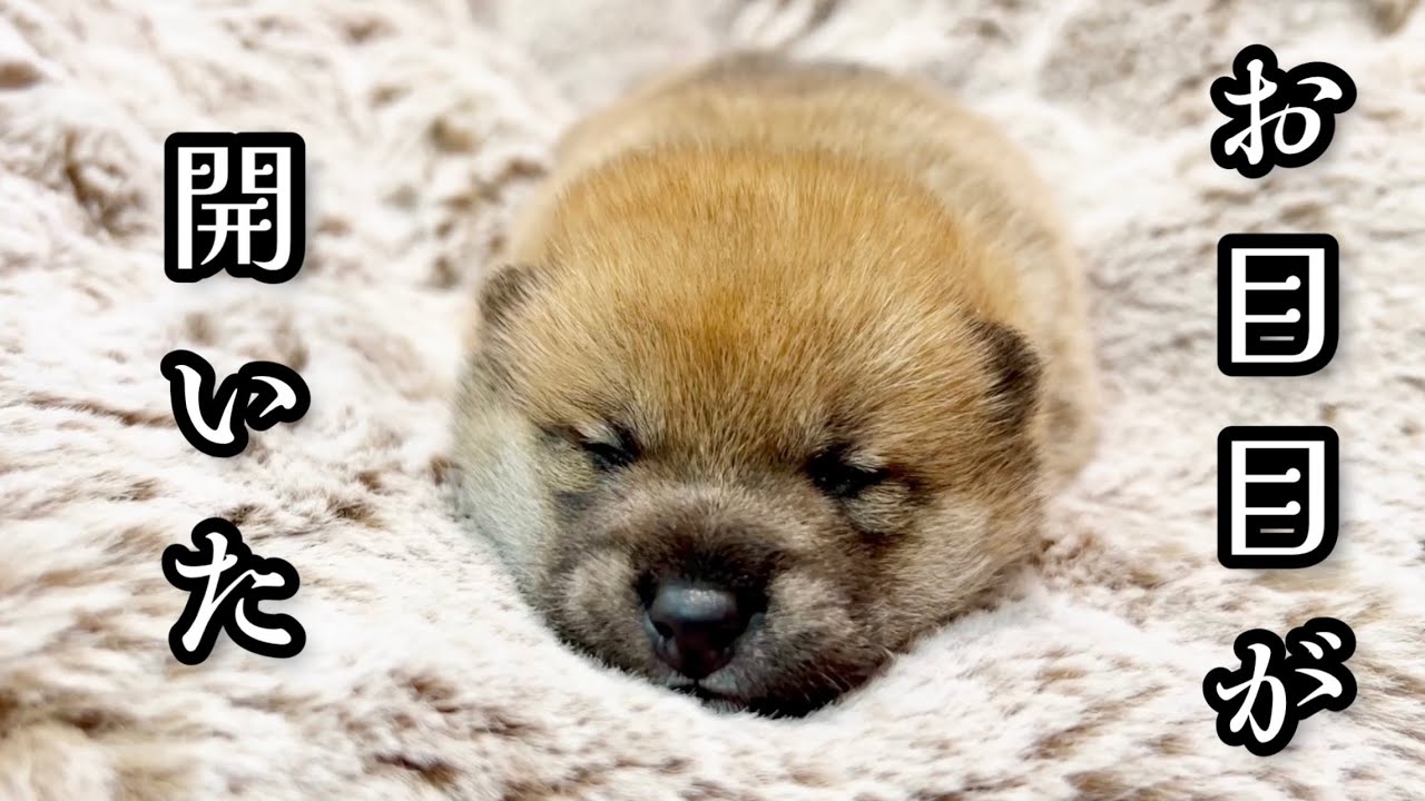 【遂にお目目が開いた！愛おしいお顔がたまらない♡生後16日目の子犬】豆柴さにらむ #54