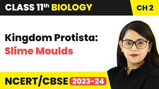 Kingdom Protista: Slime Moulds - Biological Classification | Class 11 Biology Chapter 2 | NCERT/CBSE