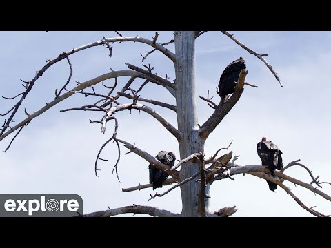 Ventana Wildlife Society Condor Pen cam powered by EXPLORE.org
