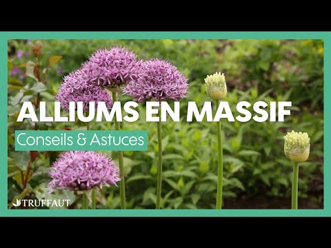 Bulbes d'allium : plantation au jardin et conseil d'entretien - Truffaut