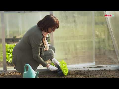 SPAR - METKA IN TOLMINKA - KOT NEKOČ