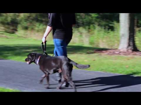 download lagu mp3 mp4 Leather Dog Leash With Traffic Handle, download lagu Leather Dog Leash With Traffic Handle gratis, unduh video klip Leather Dog Leash With Traffic Handle