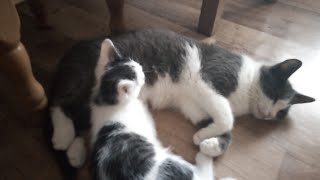 Мои животные