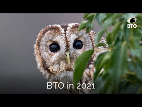 BTO in 2021