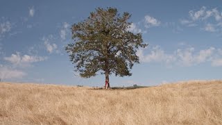 &quot;The Giving Tree&quot; A short film