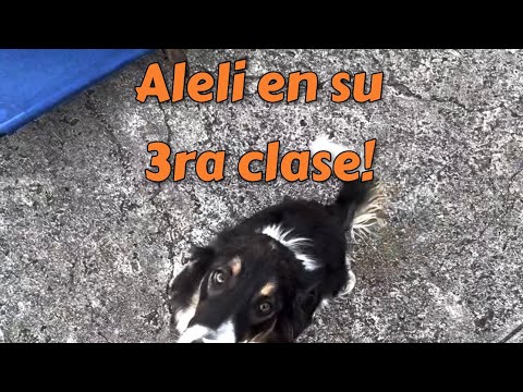 Perros con inseguridad o miedo. pt2 Aleli en su 3ra clase!