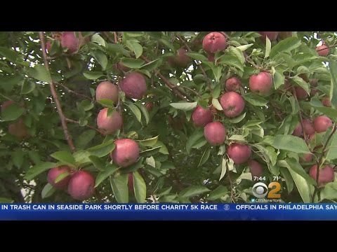 download lagu mp3 mp4 Best Apple Picking Month, download lagu Best Apple Picking Month gratis, unduh video klip Best Apple Picking Month