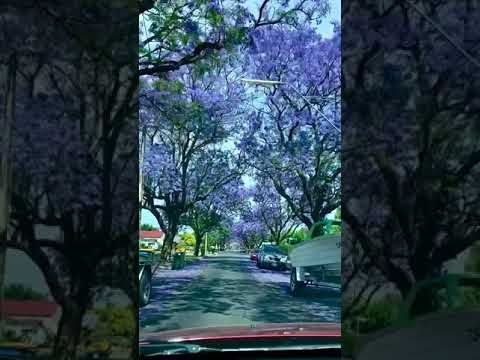 Jacarandas Adelaide